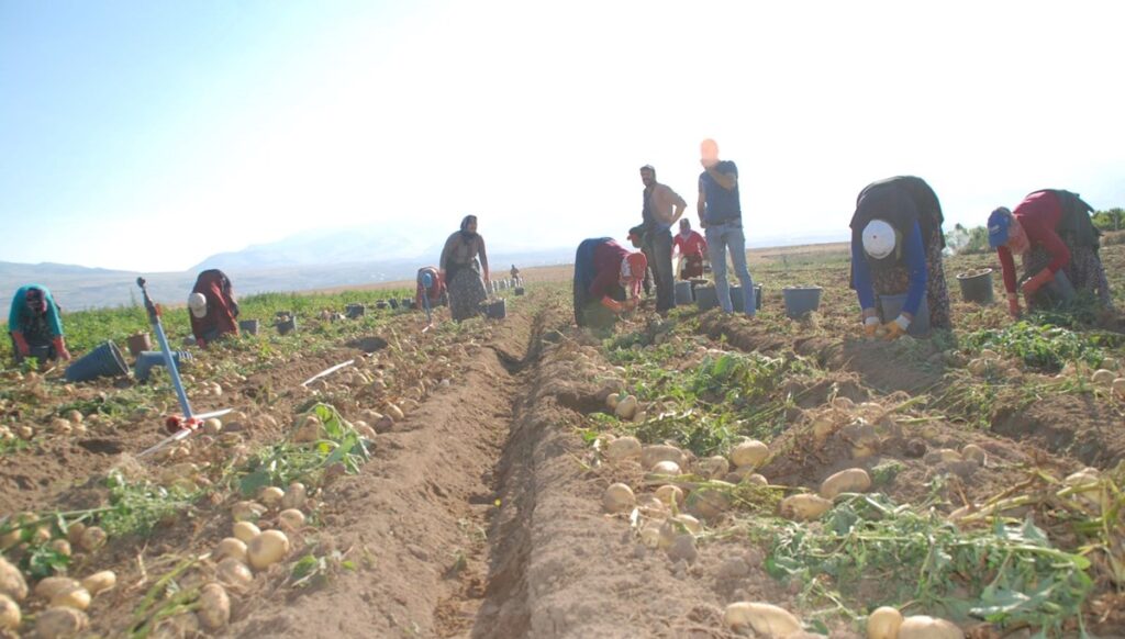 fiyati 4 liraya dustu iklim degisti ayni donemde hasat edildi