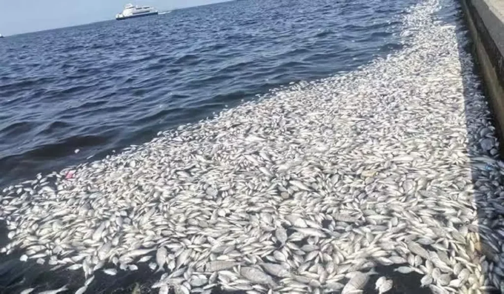 izmir korfezi acil eylem plani ay sonunda 7 17829226 amp